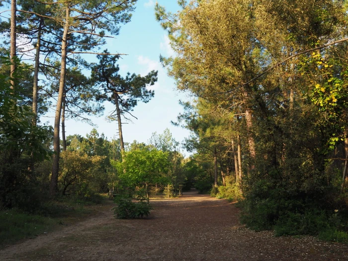Le cadre naturel boisé et verdoyant autour du camping