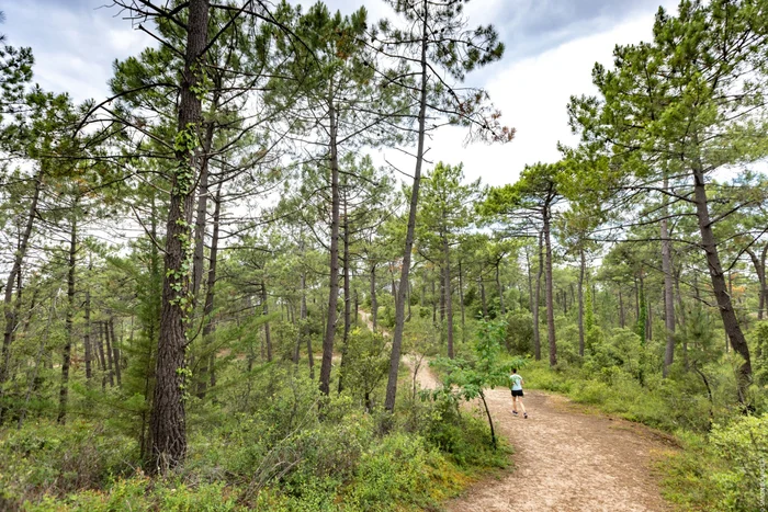 Une sportive effectuant son jogging sous les pins de la forêt de Saint-Hilaire-de-Riez