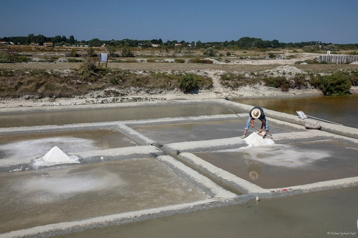 Un producteur de sel en pleine récolte dans le marais salant de Saint-Hilaire-de-Riez